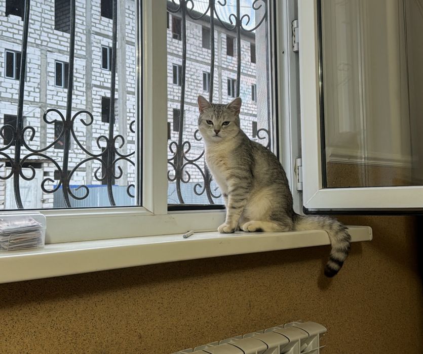 Прямоухо красивый мальчик