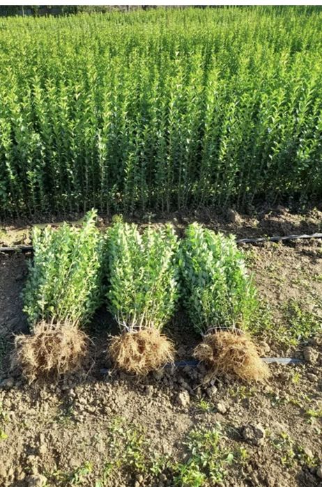 Лигуструм жив плет