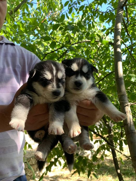 Sibirski haski ili xaski