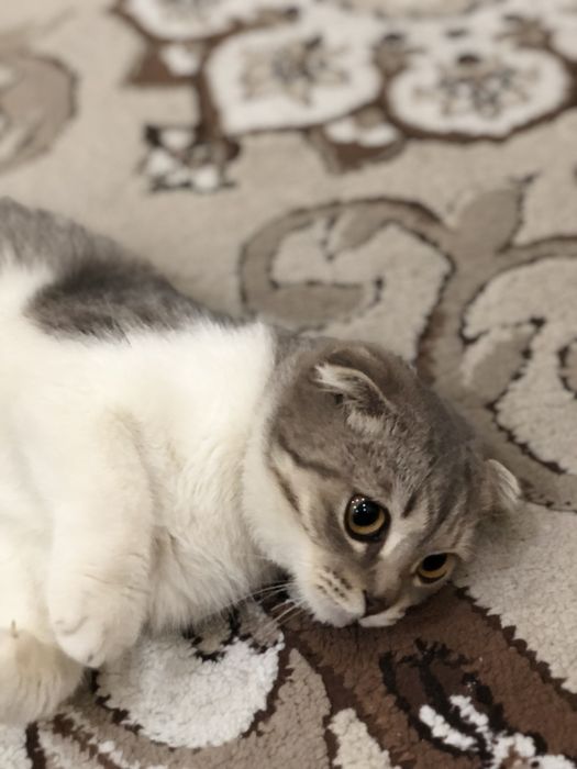 Кошка Отдам даром, тегін берем