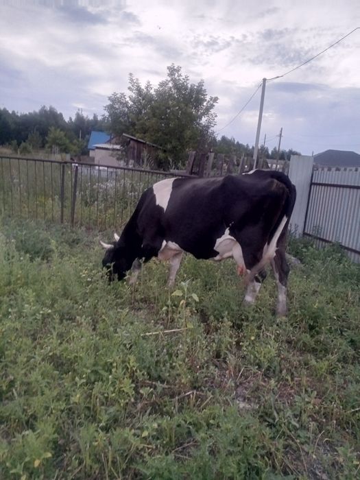 Продам корову с теленком