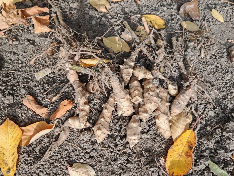 Картошка /топинамбур/