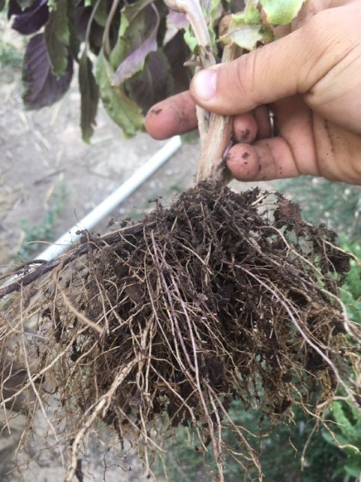 Торф - для цветов, рассады, саженцев, грибов (кислотность нейтральная