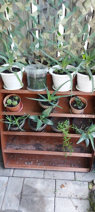 Срочно   Молодые алоэ