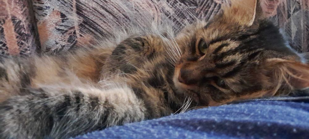 Искам да осиновя коте