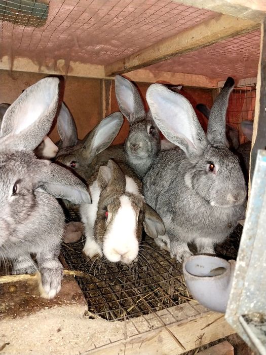 Продам кроликов живыми