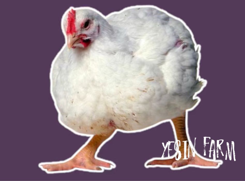 Арбор Айкресс инкубационные яйца бройлерные куры — быстрый рост