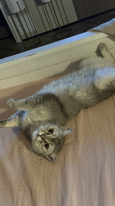 Кошечка скотишстрайт. 2,5 года.