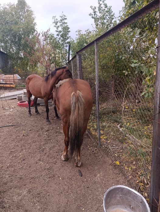 Продам Кобылу жеребую