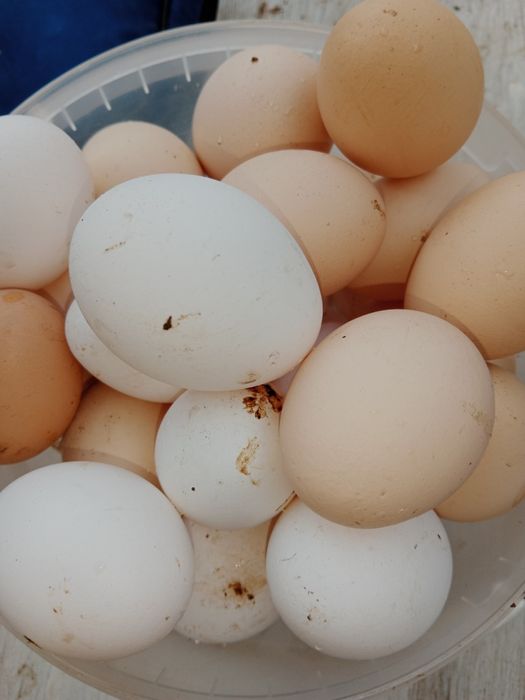 Домашние куриные яйца