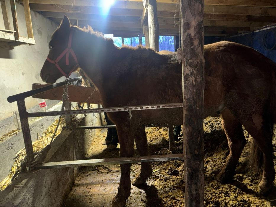 6 жасар пішпе ат