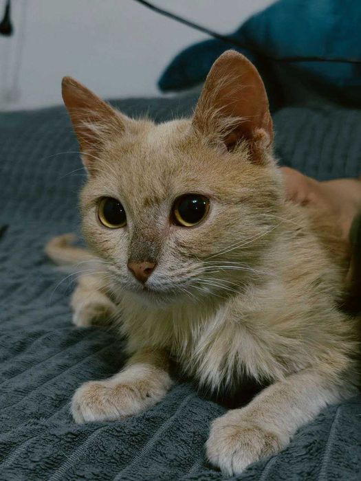 Котёнок ищет семью