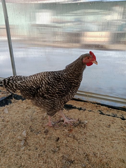 Молодые здоровые Петушки