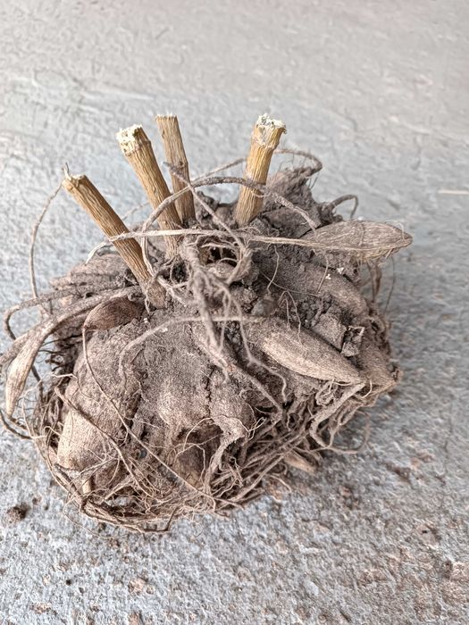 Продам клубни георгин.