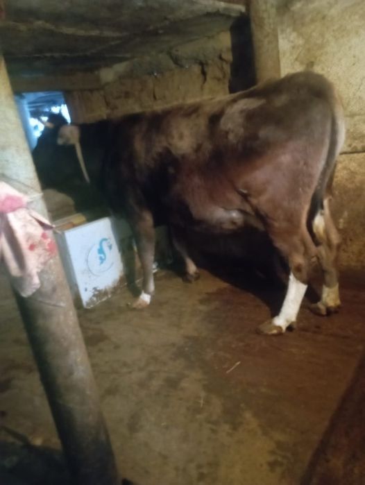 Продаю Корову Каскелен