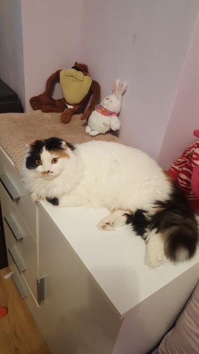 Животни/ шотландска