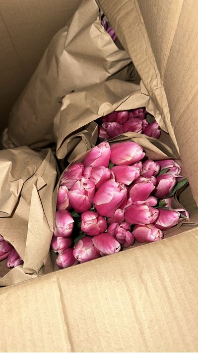 Тюльпаны оптом местные