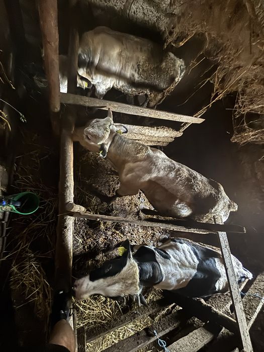 Vand 3 vitei detalii la telefon ,2 albaștri belgieni și un holstein,se dau toți deodată prețul lor este de 22000