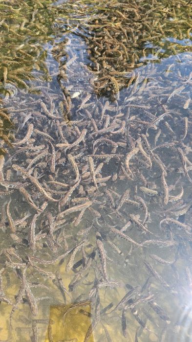 Puiet păstrav 10-50gr,Fantanel și Curcubeu