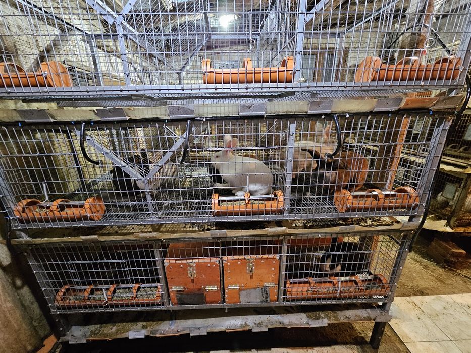 Hycole francez tineret și masculi