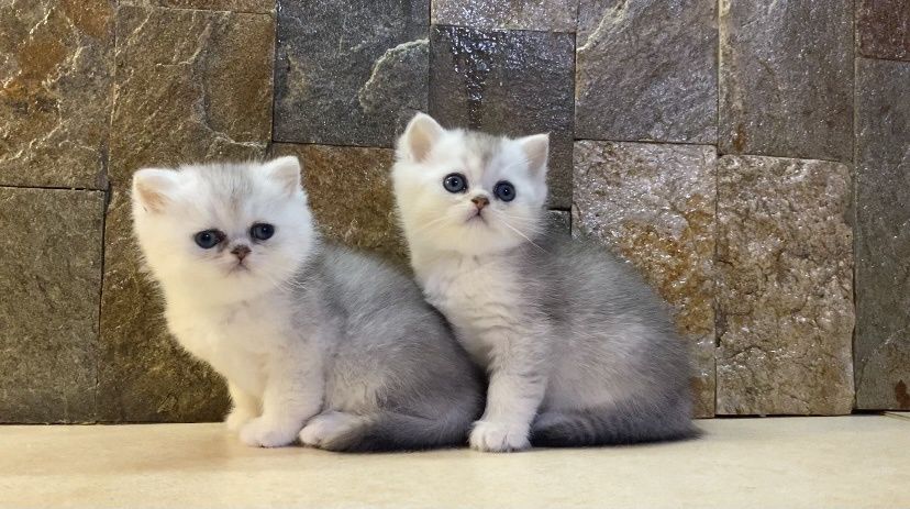 Британка късокосместа