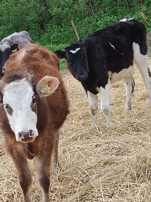 Vând două vițele de 7  luni