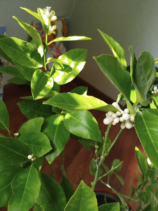 Деревца Лайма в цвету