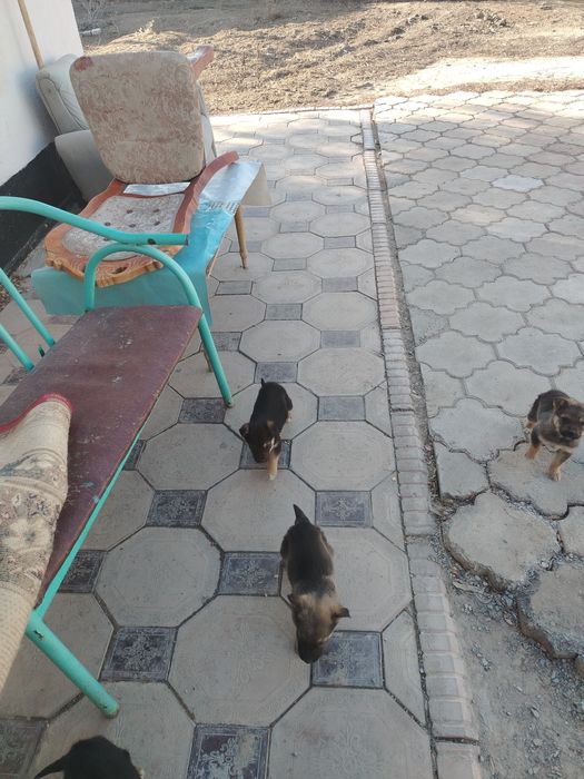 Щенки овчарки 15000тг