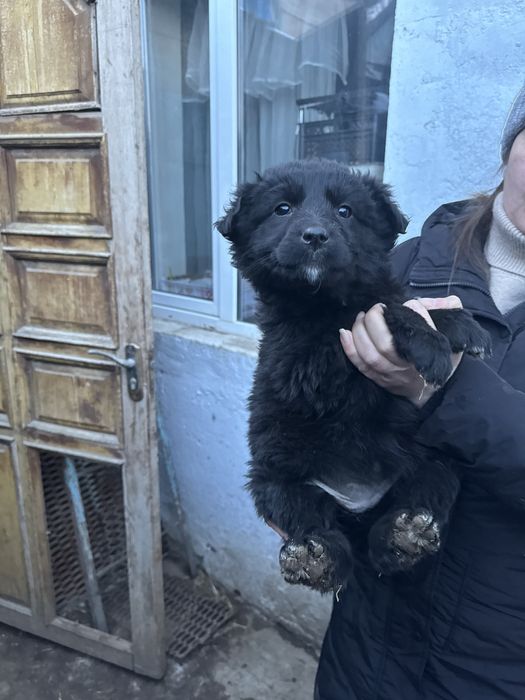 Милые щенки ДЕВОЧКИ ищут дом!