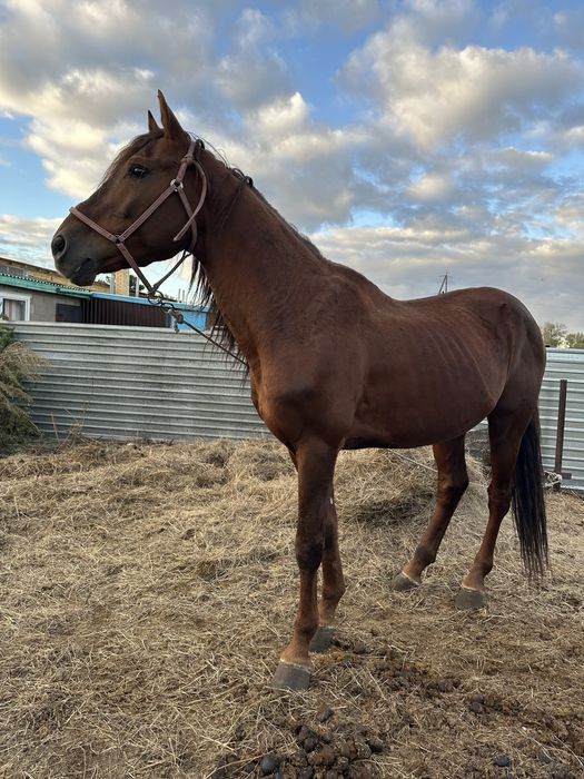 Жеребец кустанаец