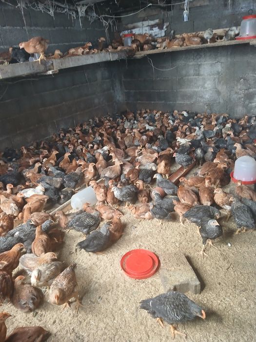 Vând pui cu greutate de la 1 kg