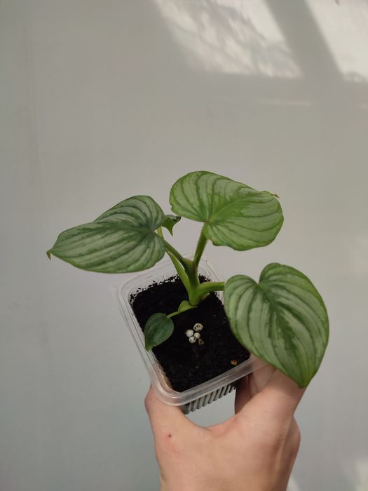 Филодендрон мамэй