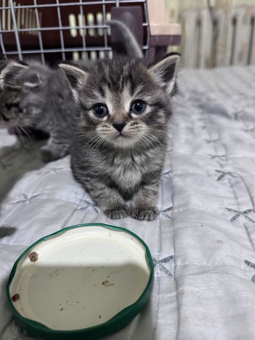 Продам шикарных котят 1000тг