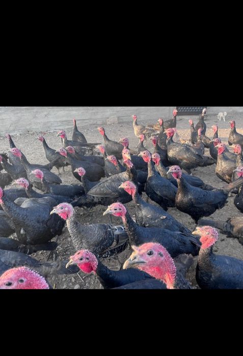 Редми нот с он бір