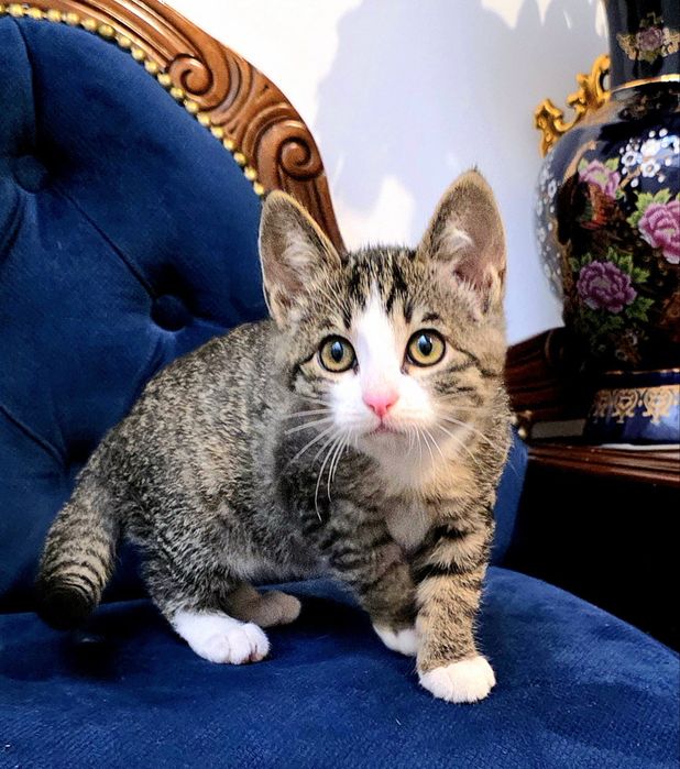 Очень ласковые котята! С доставкой!