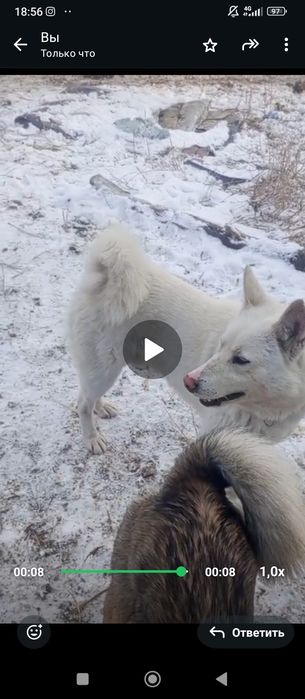 Лайка сатылады еркек