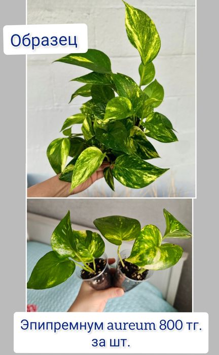 Церопегия эпипремнум комнатные цветы