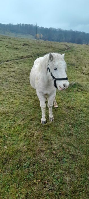 Poneii armăsar cu hamuri și căruță!