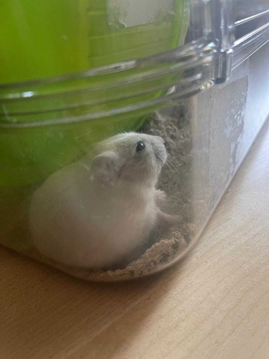 Ansamblu cuști hamster ZOLUX Rody 3 + accesorii + cadouri