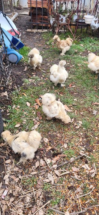 Oua si cocos matasa japoneza 2025