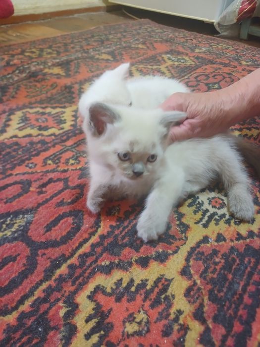Продаются кошки с детьми