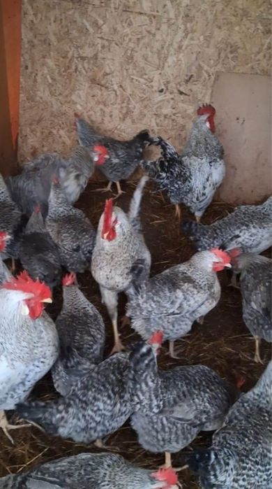 Яйцо от Барковский барвистый