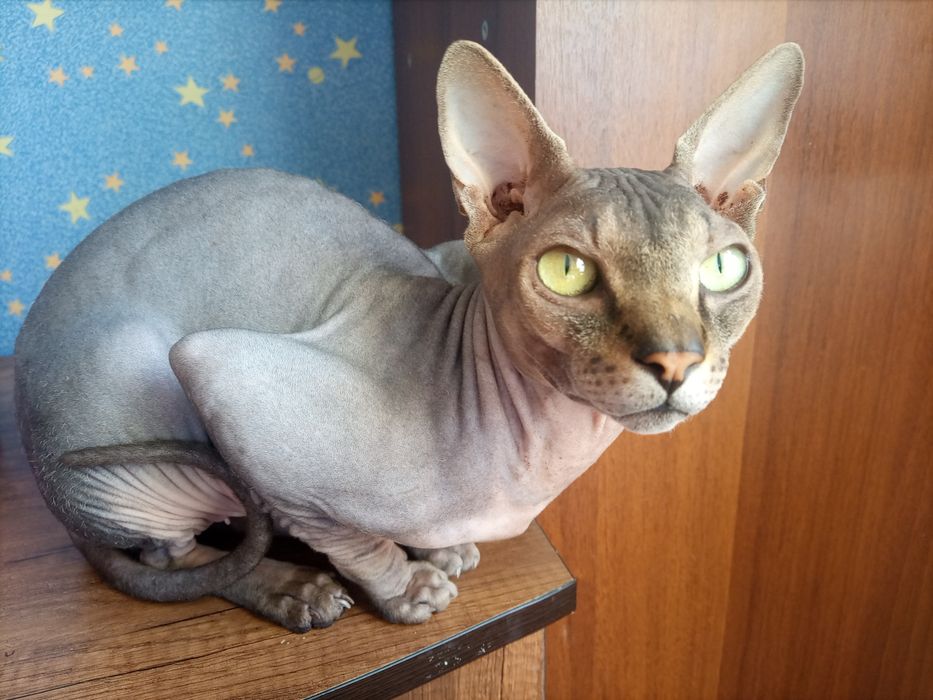 Канадский кот на вязку