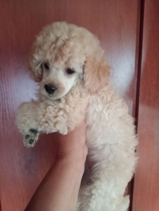 Мальчик Той пуделя.