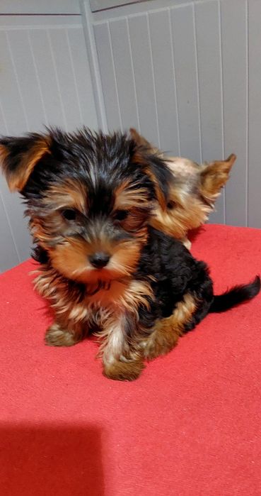 Yorkshire Terrier mini 5 luni