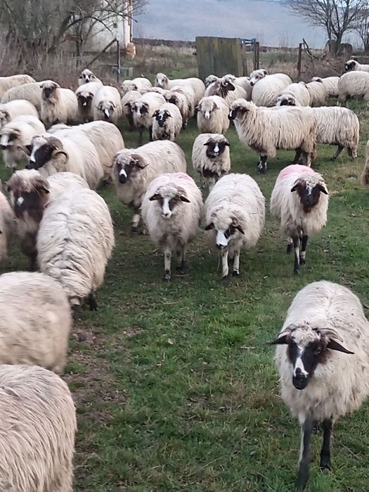 Cînd 30 de oi și 30 de botine