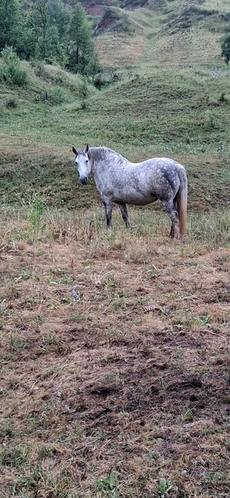 iapa e forte cuminte