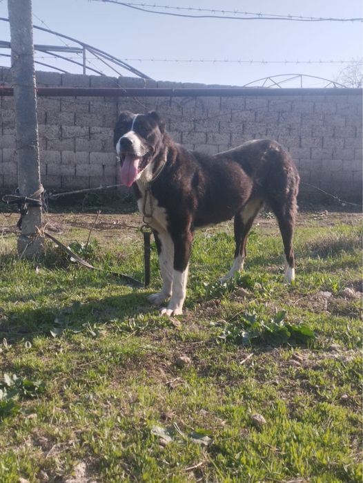 Ұрғашы мошный 1.5жас