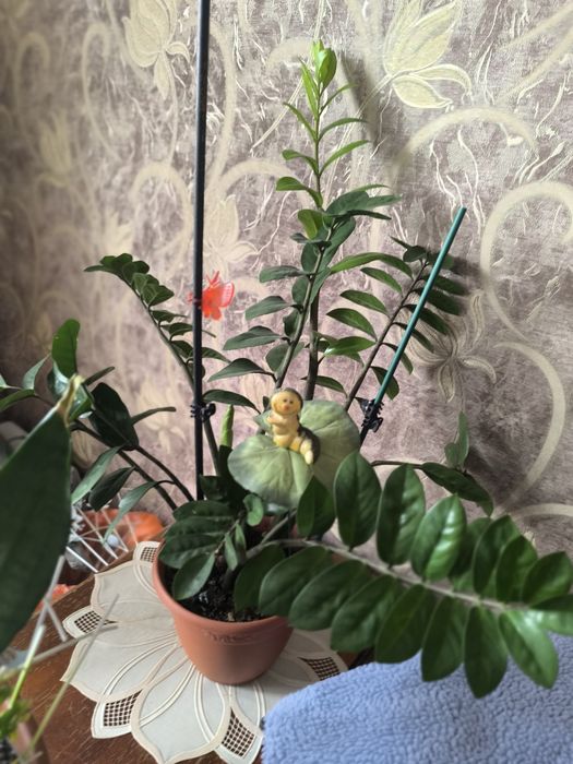 Продам замиокулькас.