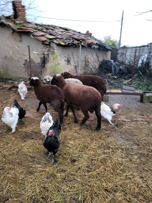 Продавам Шилета Кочове